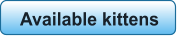 Available kittens